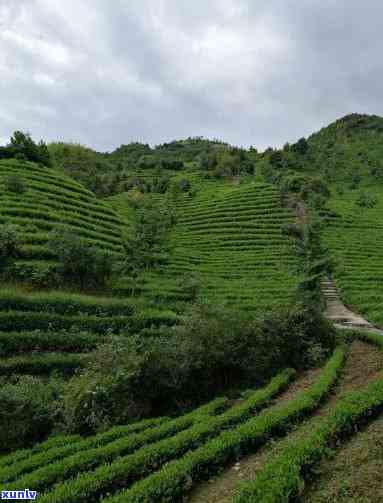 强千山茶厂，品味强千山茶，感受自然之韵