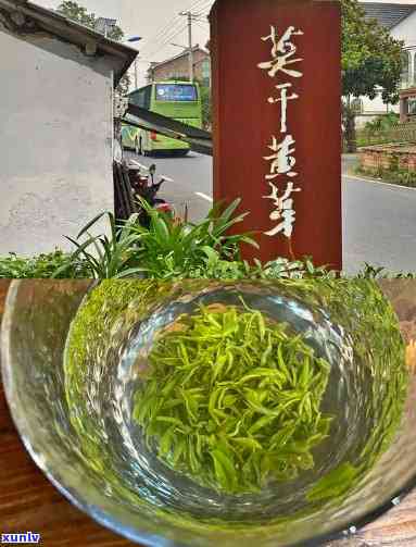 强千山茶厂，品味强千山茶，感受自然之韵