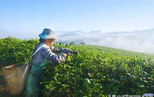 下关茶产区：揭秘优质原料与独特风味