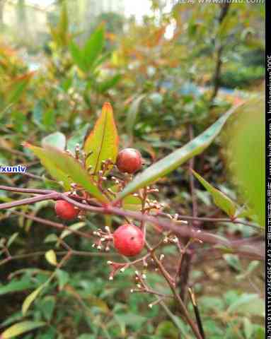 一种泡茶的红色果子-一种泡茶的红色果子菱形