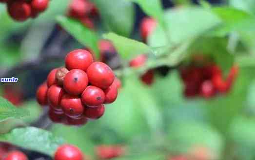 一种泡茶的红色果子-一种泡茶的红色果子菱形