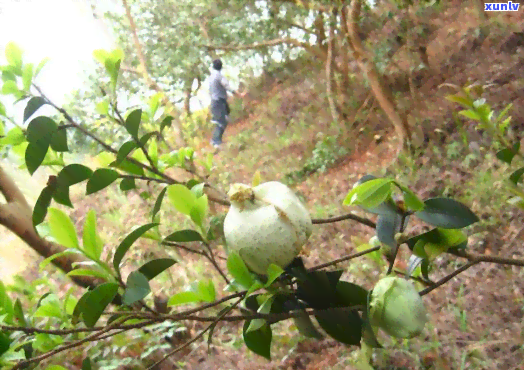 农村用来泡茶的果子-农村用来泡茶的果子叫什么