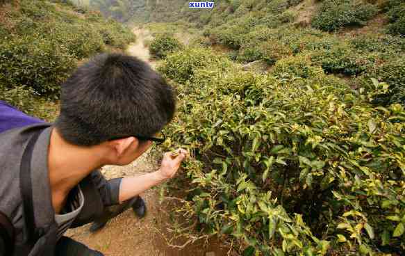 长兴紫笋茶怎么样？历、价格全解析