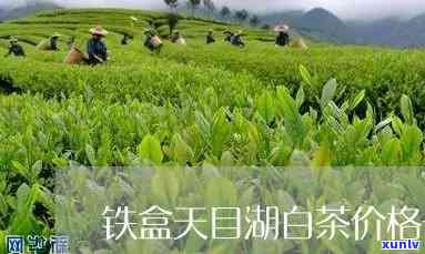 天目湖茗茶铁盒价格-天目湖茗茶铁盒价格多少