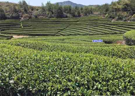 中茶山海太姥白牡丹2017，【山海太姥】中茶 白牡丹 2017 特级 正宗福鼎白茶 送礼佳品 再现明前贡茶 原叶茶叶 新茶 新上市 整箱6罐