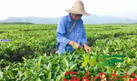 海南白沙茶图片价格-海南白沙茶图片价格大全