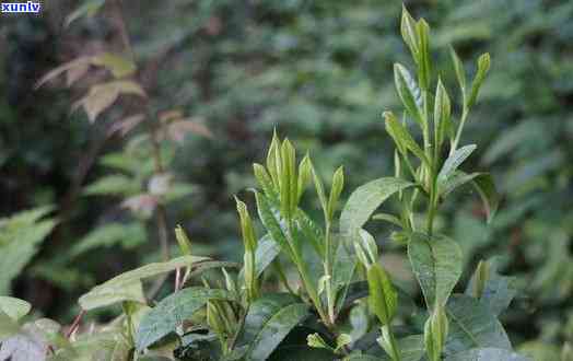 野茶是什么茶？详解其种类与归属