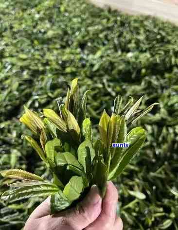 野茶是什么茶？详解其种类与归属