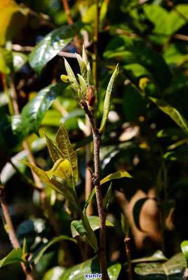 野茶是什么茶？详解其种类与归属