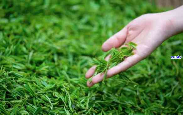 野茶属于什么茶价格-野茶属于什么茶价格的