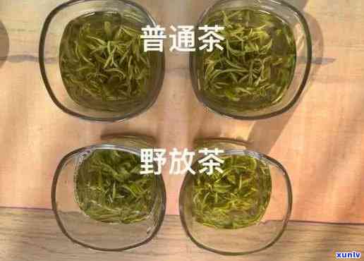 野茶属于什么茶价格-野茶属于什么茶价格的