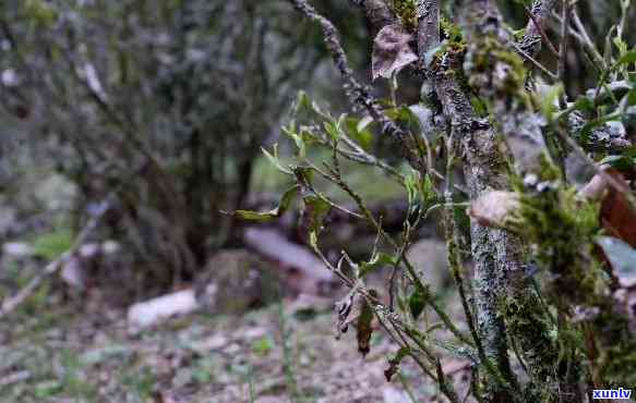 武夷山老枞茶简介：特点与魅力全方位解析