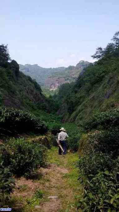 武夷山老枞茶简介：特点与魅力全方位解析