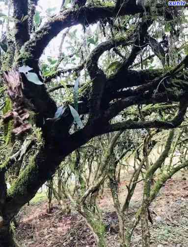 武夷山老枞：茶的故乡，价格亲民，历悠久