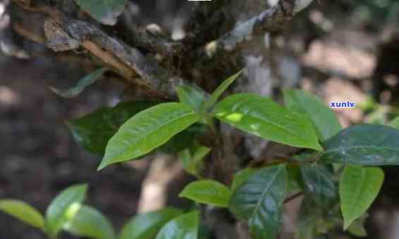 樟香老茶头是什么茶叶，探秘茶叶世界：什么是樟香老茶头？