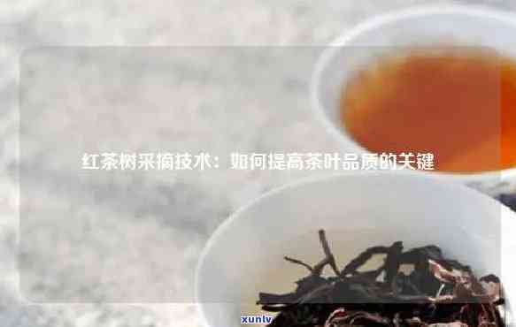 猴采红牌原生态高山红茶：价格与品质全解析