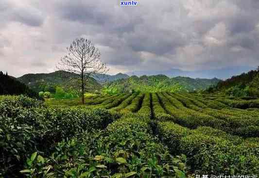 黄山市合一园茶业，探索黄山市合一园茶业：优质茶叶的诞生地