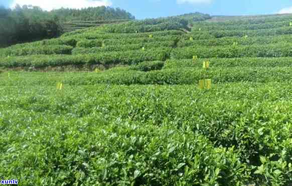 黄山市合一园茶业，探索黄山市合一园茶业：优质茶叶的诞生地