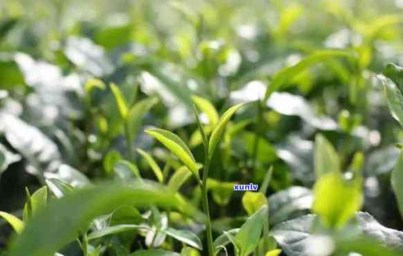 锦屏红茶，探寻锦屏红茶的奥秘：一种独特的中国茶叶体验