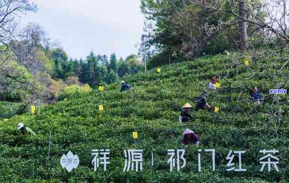 锦屏红茶，探寻锦屏红茶的奥秘：一种独特的中国茶叶体验