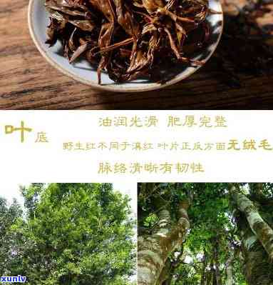 润元红茶滇红茶叶云南野生古树红茶：品质、价格全解析