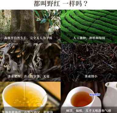 侗印平红茶的价格-平红茶价格表