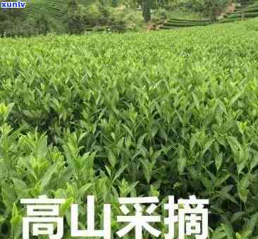 寿高山茶多少钱，探寻寿高山茶的市场价格，你了解多少？