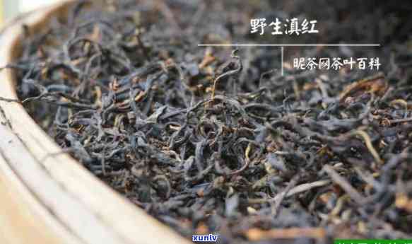 红韵滇红茶：价格与品鉴全解析