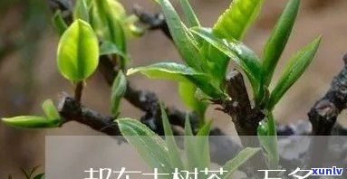 邦东古树茶一万多一斤，探寻茶叶瑰宝：邦东古树茶，一斤售价过万！