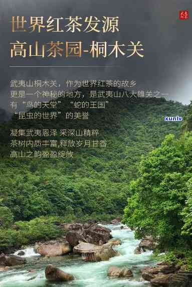 武夷山桐木红茶价格表，【最新】2023年武夷山桐木关正山小种红茶价格表及图片大全