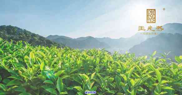 王光熙茶叶多少钱一斤，查询王光熙茶叶价格，一斤售价多少？