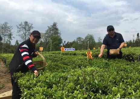 简述大叶种工夫红茶与小叶种工夫红茶的主要区别，大叶种工夫红茶与小叶种工夫红茶：主要区别概述