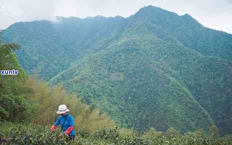 百山红茶有机茶价格表全览：最新价格、图片及大全信息