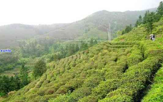 羊十里香绿茶：茶园风光与红茶价格全揭秘