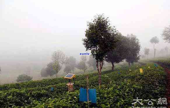 羊十里香绿茶：茶园风光与红茶价格全揭秘