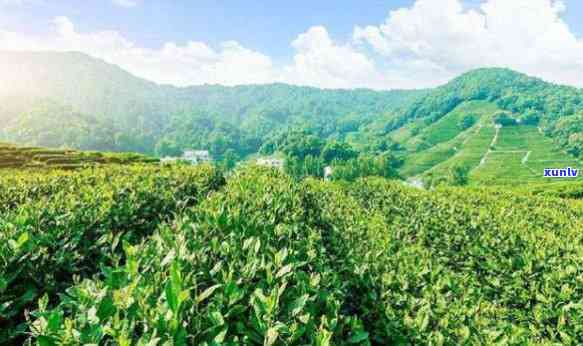 羊十里香绿茶：茶园风光与红茶价格全揭秘