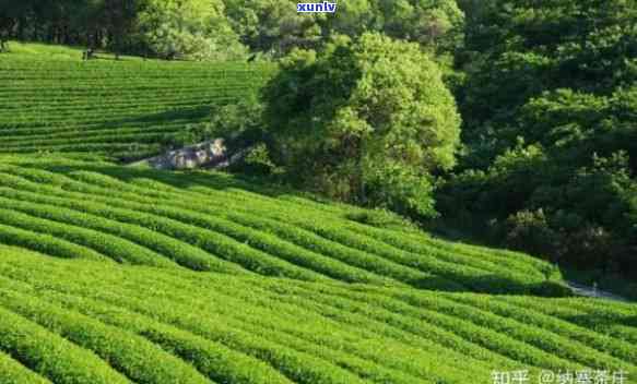 羊十里香绿茶：茶园风光与红茶价格全揭秘