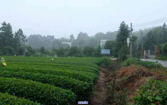 羊茶场十里香，探秘羊茶场：十里飘香的茶园之旅