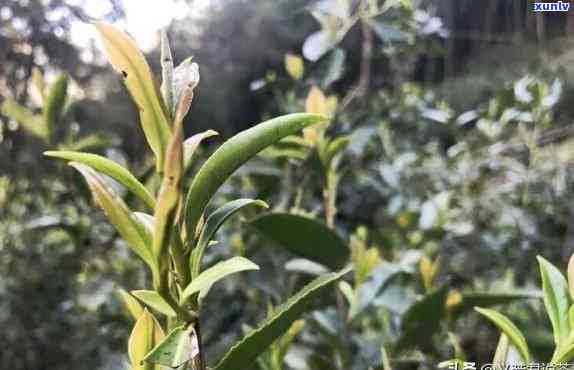 荒野红茶的口感，探索荒野红茶的独特口感：一次味蕾的冒险