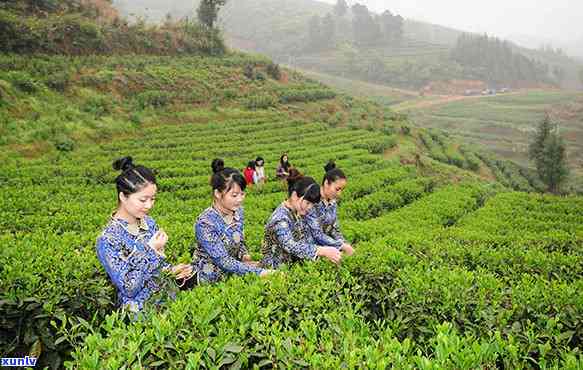 新化渠江茶业，探索湖南新化渠江茶业：一种独特的茶叶品种和其文化背景