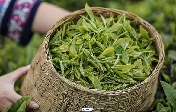 云头山茶叶，品味自然清香，探寻云头山茶叶的魅力世界