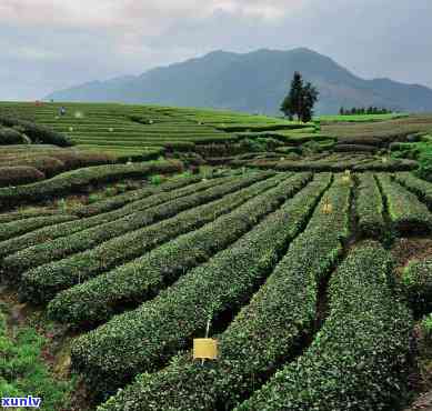 云头山茶叶，品味自然清香，探寻云头山茶叶的魅力世界