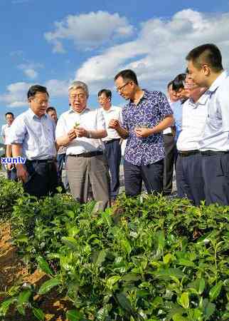 莽山红茶价格表：详细价格及图片一览