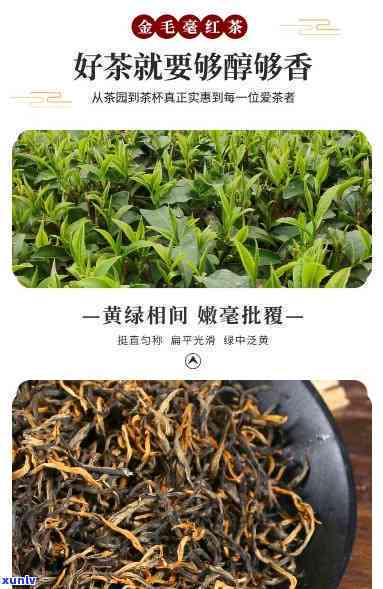 莽山红茶金毛毫价格-金毛豪莽山红茶