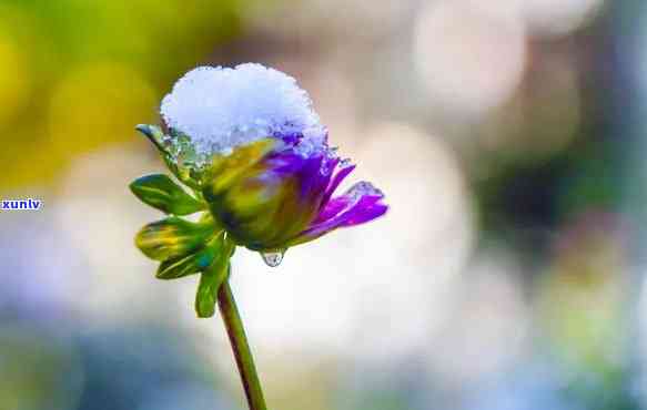 冰雪花卉，冬日花语：探索冰雪花卉的美丽世界