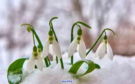 冰雪花植物：探索神秘的冰雪花卉世界