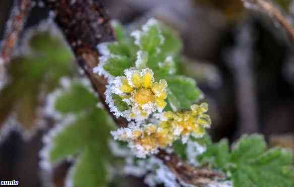 冰雪花植物：探索神秘的冰雪花卉世界