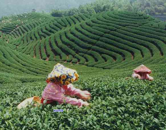 长江红红茶价格查询，最新！查询长江红红茶价格，一文告诉你多少钱