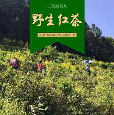 桐木关野生红茶，探索自然美味：桐木关野生红茶的魅力与故事