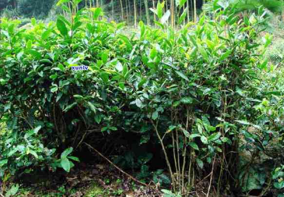 福建桐木荒野红茶价格，揭秘福建桐木荒野红茶市场价格，品味地道野生茶香！